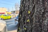 HUAWEI-Mate-X6-Mostre-closeup_002.jpg
