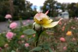 IMG_20161005_140417.jpg