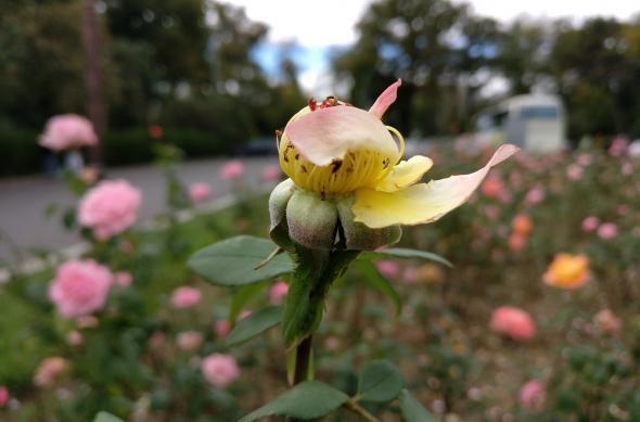 OnePlus 3 - Mostre Foto (ziua): IMG_20161005_140417.jpg