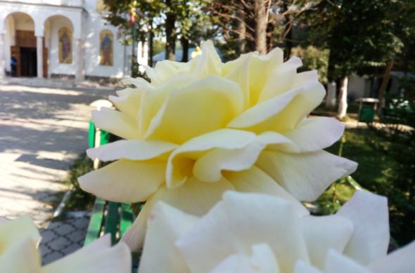 TP-Link Neffos C5 Max - Mostre Foto (ziua): IMG_20161002_151103.jpg