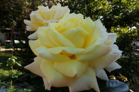 TP-Link Neffos C5 Max - Mostre Foto (ziua): IMG_20161002_151054.jpg