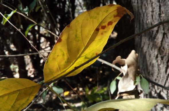 TP-Link Neffos C5 Max - Mostre Foto (ziua): IMG_20161002_152742.jpg