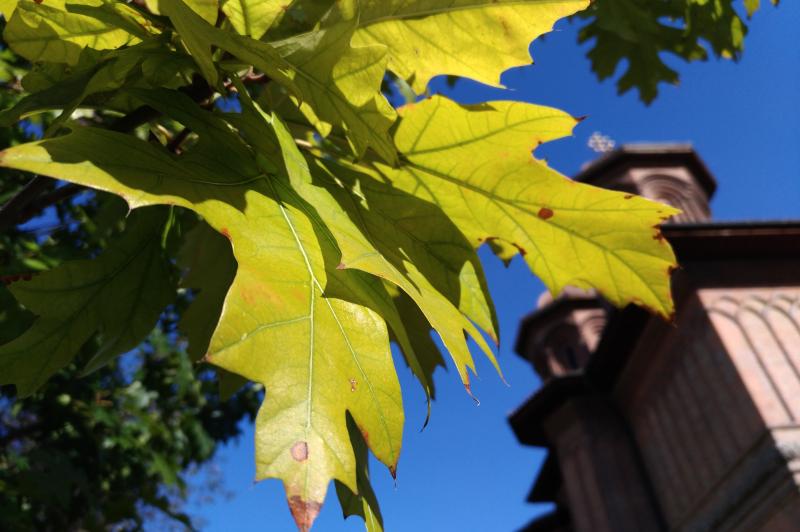 ASUS ZenFone 3 (ZE520KL) - Mostre Foto (ziua): P_20161009_153128.jpg