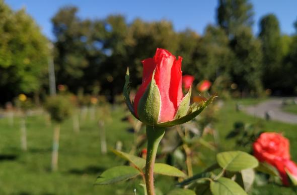 Xiaomi Mi A2 - Mostre Foto (bokeh): IMG_20180919_161801.jpg