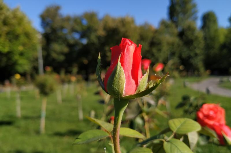 Xiaomi Mi A2 - Mostre Foto (bokeh): IMG_20180919_161801.jpg