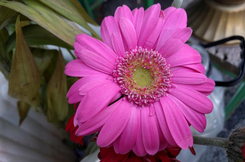 Huawei Nexus 6P - Mostre Foto (ziua): IMG_20160216_162344.jpg