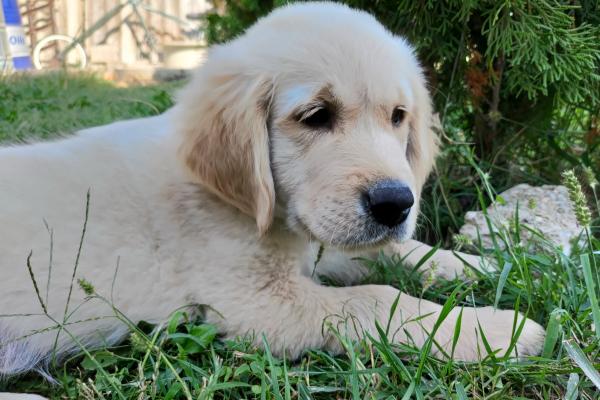 ASUS ZenFone 7 Pro - Mostre Foto (ziua)