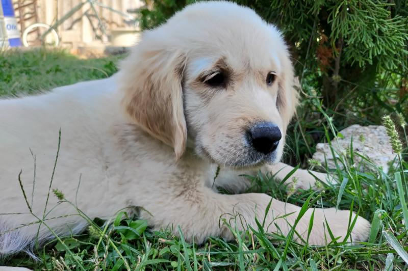 ASUS ZenFone 7 Pro - Mostre Foto (ziua): P_20200913_115820.jpg