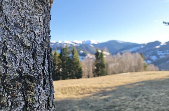 HONOR Magic8 Pro - Mostre foto (Zărnești): IMG_20260310_161948.jpg