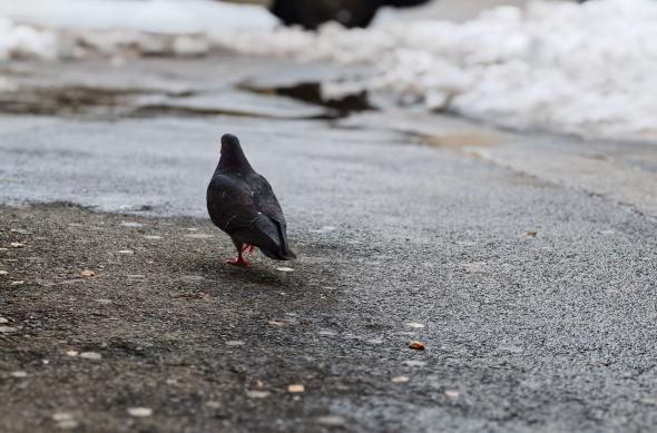 Xiaomi 17 Ultra - Mostre bokeh: Mostre-bokeh_ (6).jpg