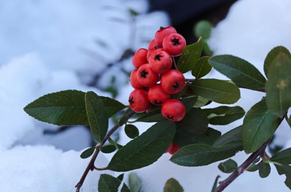 Xiaomi 17 Ultra - Mostre macro, closeup: Mostre-macro-closeup_ (1).jpg