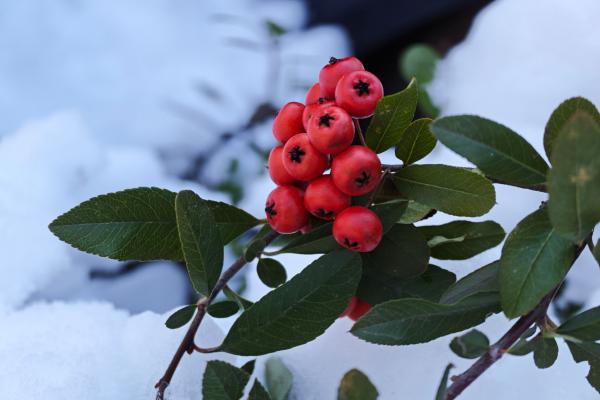 Xiaomi 17 Ultra - Mostre macro, closeup