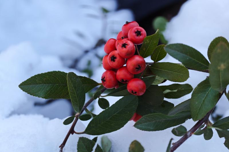 Xiaomi 17 Ultra - Mostre macro, closeup: Mostre-macro-closeup_ (1).jpg