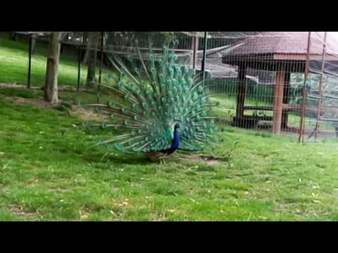 Allview P8 Energy Pro, mostră video Full HD 25 FPS (zoom) - Mobilissimo.ro