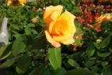 IMG_20170927_165453.jpg