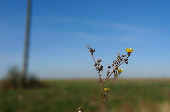 Sony Xperia XZ3 - Mostre Foto (ziua): 20181004_111513.jpg