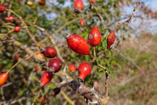 Sony Xperia XZ3 - Mostre Foto (ziua)