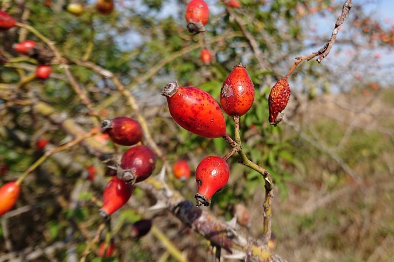 Sony Xperia XZ3 - Mostre Foto (ziua): _20181004_020415.JPG