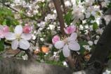 IMG_20160406_154920.jpg