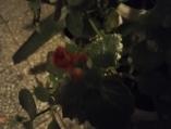 IMG_20160408_220941.jpg