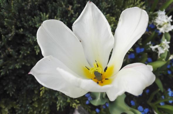 Huawei Honor 7 - Mostre Foto (ziua): IMG_20160407_162630.jpg