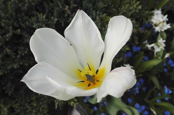 Huawei Honor 7 - Mostre Foto (ziua): IMG_20160407_162633.jpg