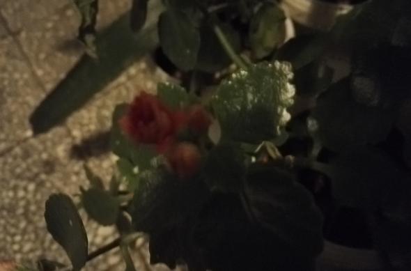 Huawei Honor 7 - Mostre Foto (seara): IMG_20160408_220941.jpg