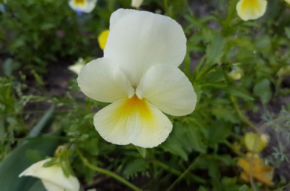 Fotografii prim plan (Samsung Galaxy S7 vs Huawei P9 vs Xiaomi Mi 5): Samsung Galaxy S7