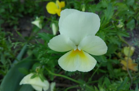 Fotografii prim plan (Samsung Galaxy S7 vs Huawei P9 vs Xiaomi Mi 5): Xiaomi Mi 5