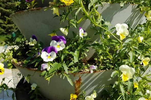 Culori (Samsung Galaxy S7 vs Huawei P9 vs Xiaomi Mi 5): Samsung Galaxy S7