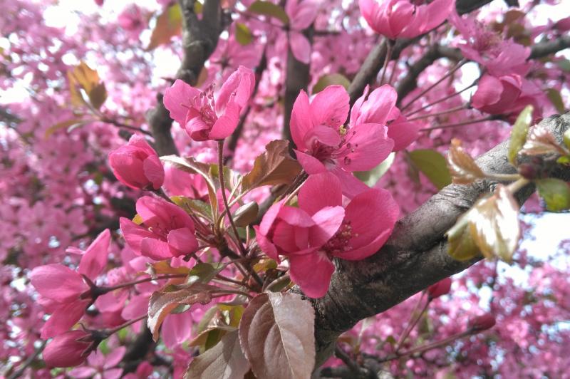Huawei Honor 5X - Mostre Foto (ziua): IMG_20160406_160437.jpg