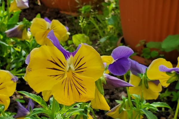 Fotografii făcute ziua cu Samsung Galaxy Fold