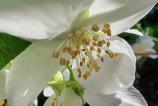 Honor-400-Mostre-Macro_010.jpg