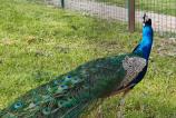 Nothing-Phone-3a-Pro-Mostre--zoom_014.jpg
