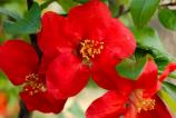 Nothing-Phone-3a-Pro-Mostre-macro_007.jpg