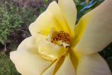 Macro (13).jpg