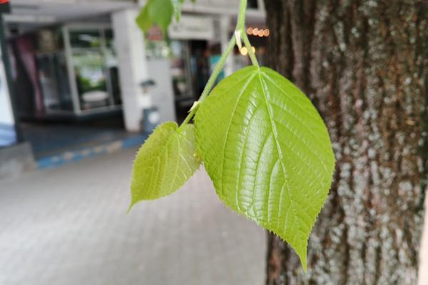Infinix Hot 50 4G - Mostre foto (ziua)