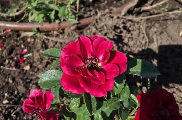Samsung Galaxy S25 Edge - Mostre bokeh, closeup: Mostre (1).jpg