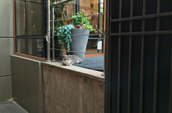 Motorola edge 60 - Mostre noapte: Noapte (28).jpg