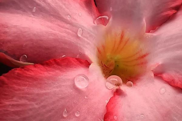 OPPO Reno 11F 5G - Mostre foto