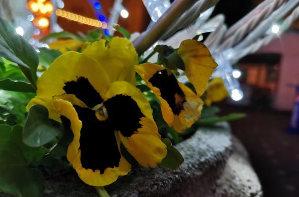 Huawei Nova 5T - Mostre Foto (seara): IMG_20191218_012523.jpg