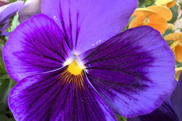 Huawei Pura 70 Ultra - Mostre foto (macro)