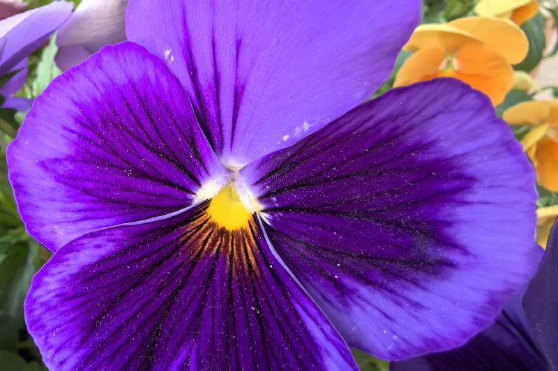 Huawei Pura 70 Ultra - Mostre foto (macro): IMG_20240515_195441.jpg