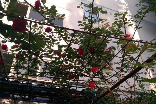 ASUS PadFone - Mostre Foto (ziua)