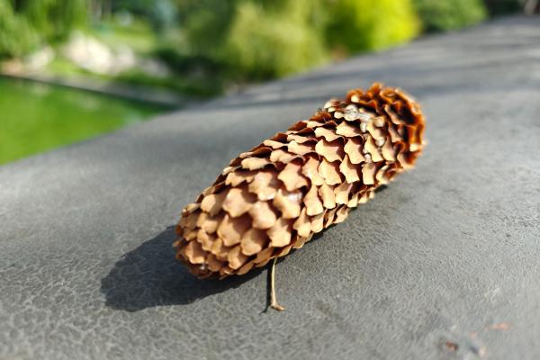 realme GT 6 - Mostre Foto