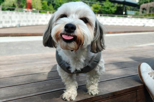 realme GT 6 - Mostre Foto (bokeh)