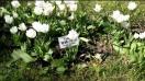 BlackBerry Z10 video sample I. - Mobilissimo.ro