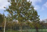 iPad-Air-2-Mostre-Foto-Ziua_005.jpg