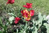 BlackBerry-Z10--Mostre-foto-ziua_005.jpg