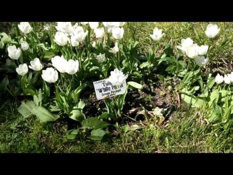 BlackBerry Z10 video sample I. - Mobilissimo.ro